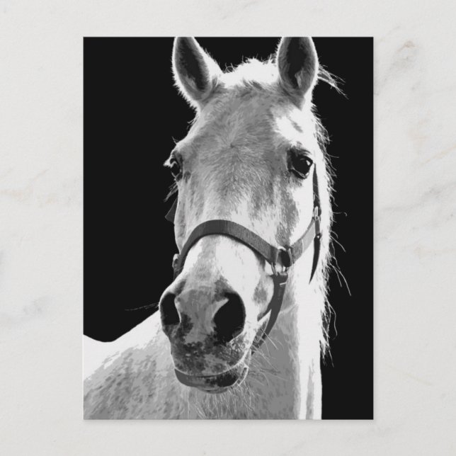 BW Horse Vykort (Framsida)