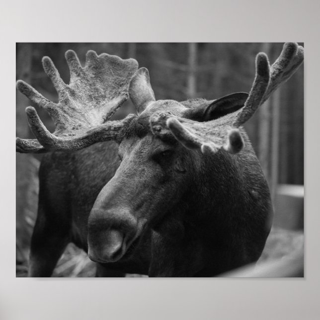 BW Moose Poster (Framsidan)