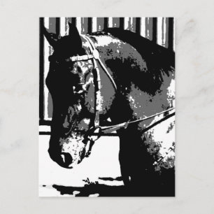 BW Stallion Horse Vykort
