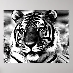 BW Tiger Poster Poster utskrift av Stil Tigers för