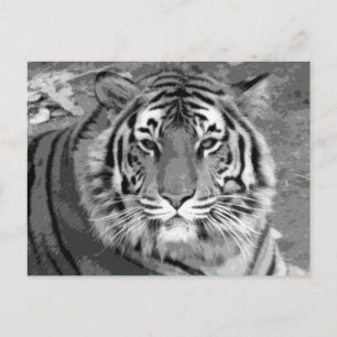 BW Tiger Vykort