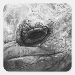 BW Tortoise Fyrkantigt Klistermärke