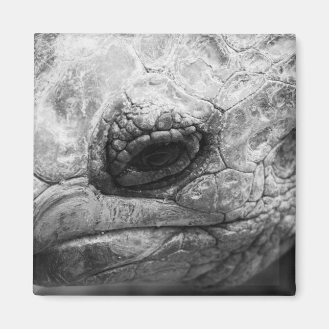 BW Tortoise Magnet (Framsidan)