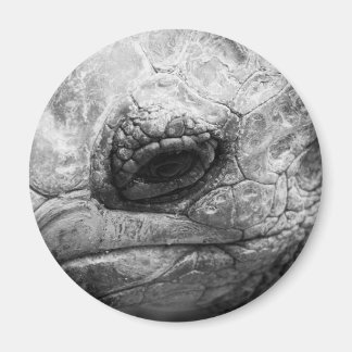 BW Tortoise Magnet