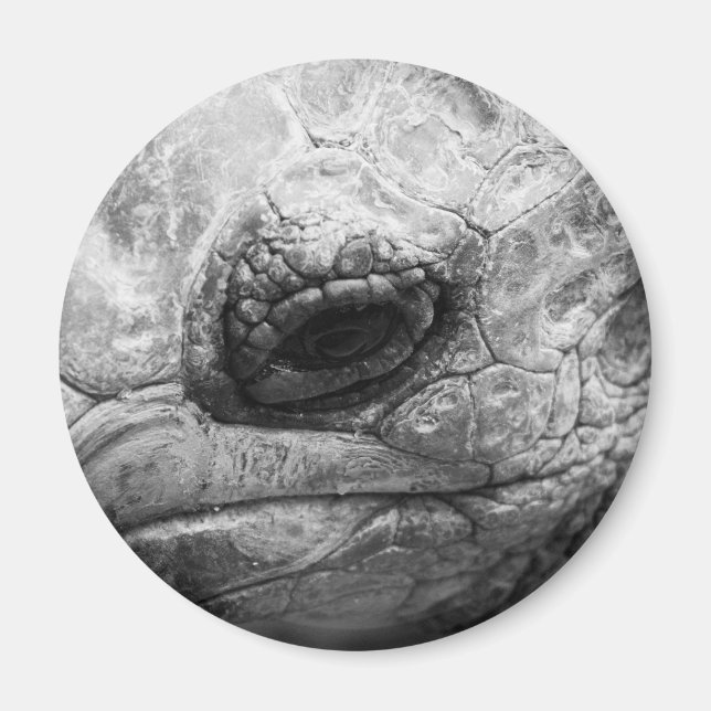 BW Tortoise Magnet (Framsidan)