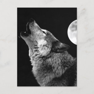 BW Varg Howling i Måne Helg Vykort