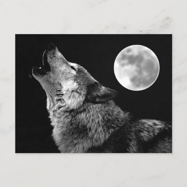 BW Varg Howling i Måne Vykort (Framsida)