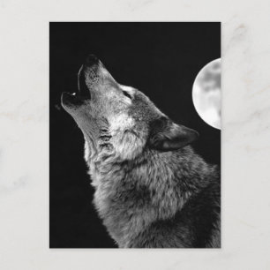 BW Varg Howling i Måne Vykort