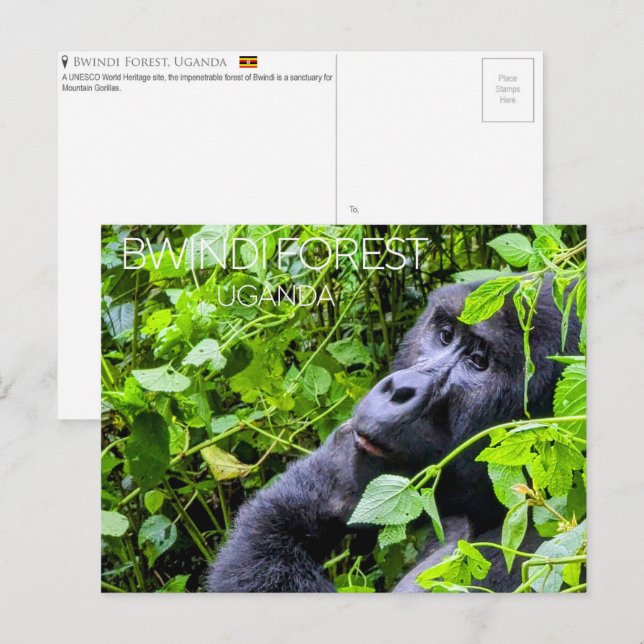 Bwindi skogen, Uganda Resekort Vykort (Fram/baksida)