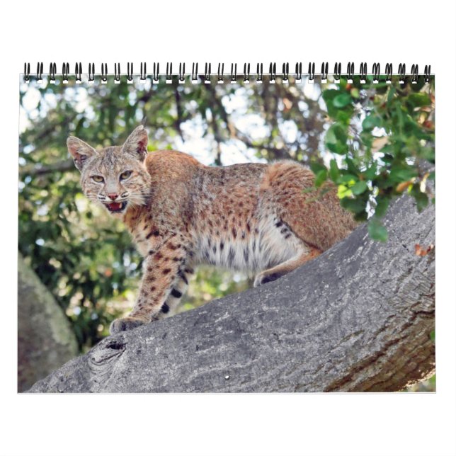 Byfågel- och djurlivkalendern kalender (Omslag)