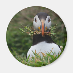 Bygga bo byggmästarepuffinen magnet