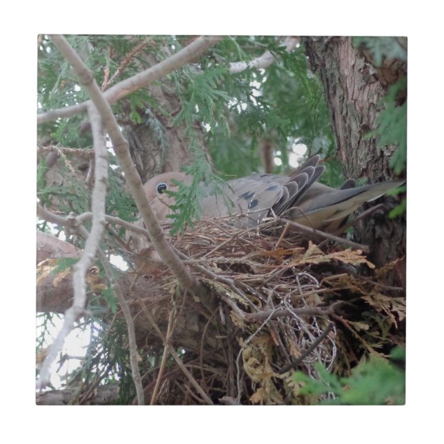 Bygga bo för morgonduva kakelplatta (Framsidan)