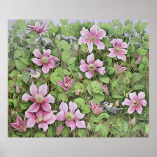 Bygga bo i Clematis Poster