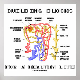 Byggnadkvarter för en sund livnjure Nephron Poster