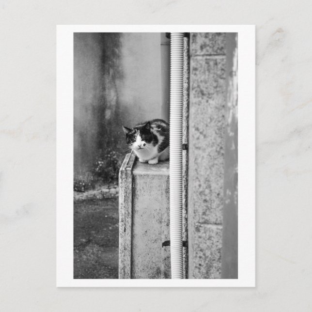 Bykatt Vykort (Framsida)