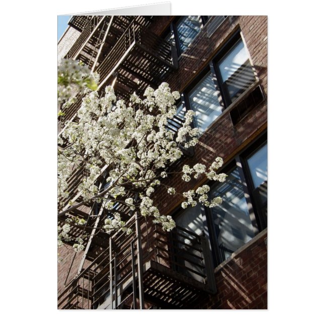 Bykörsbäret blomstrar för hälsningskort (Framsidan)