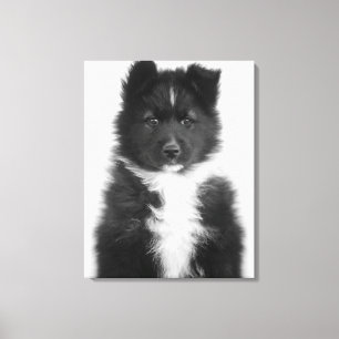 Byrackahund, skjuten studio canvastryck