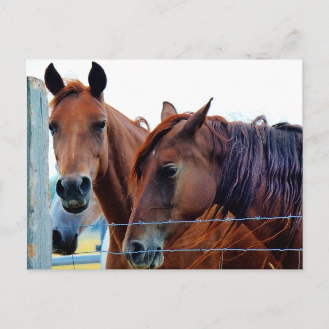 Byte av Adress-kort Meddelande Vykort (Framsida)