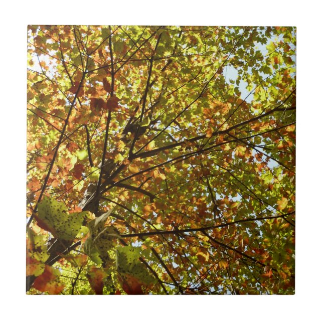 Byte av Maple Träd Grönt och Guld Fall Färg Kakelplatta (Framsidan)