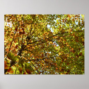 Byte av Maple Träd Grönt och Guld Fall Färg Poster