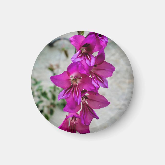 Byzantine Gladiolus Magnet (Framsidan)