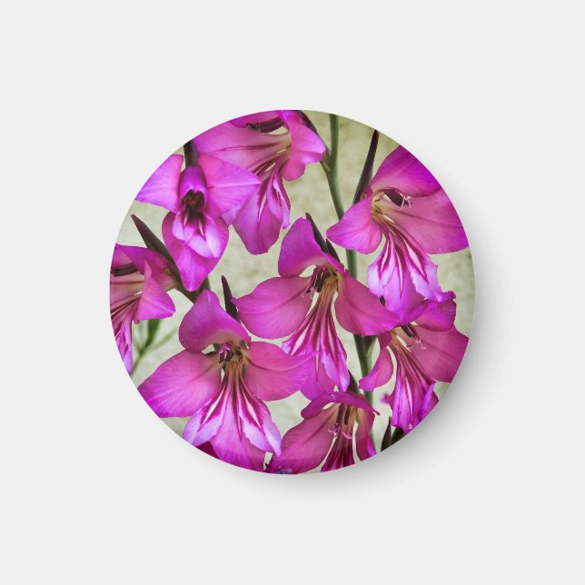 Byzantine Gladiolus Magnet (Framsidan)