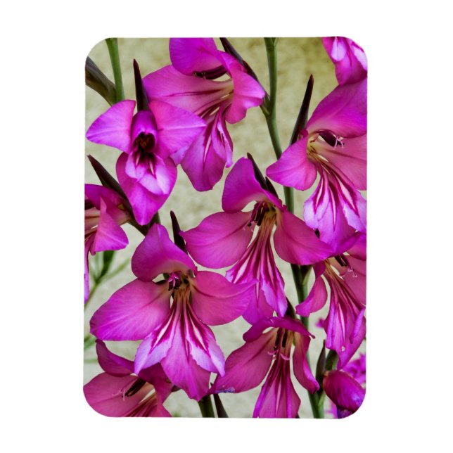 Byzantine Gladiolus Magnet (Vertikal)