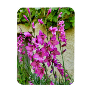 Byzantine Gladiolus Magnet