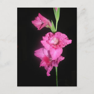 Byzantine Gladiolus Vykort