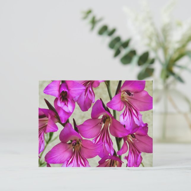 Byzantine Gladiolus Vykort (Stående Fram)