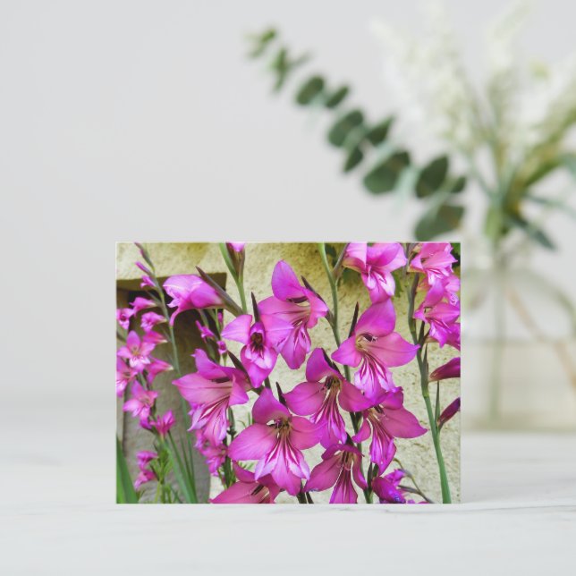Byzantine Gladiolus Vykort (Stående Fram)