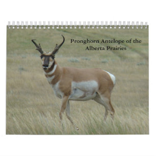 C11 Gaffelantilopkalender Kalender