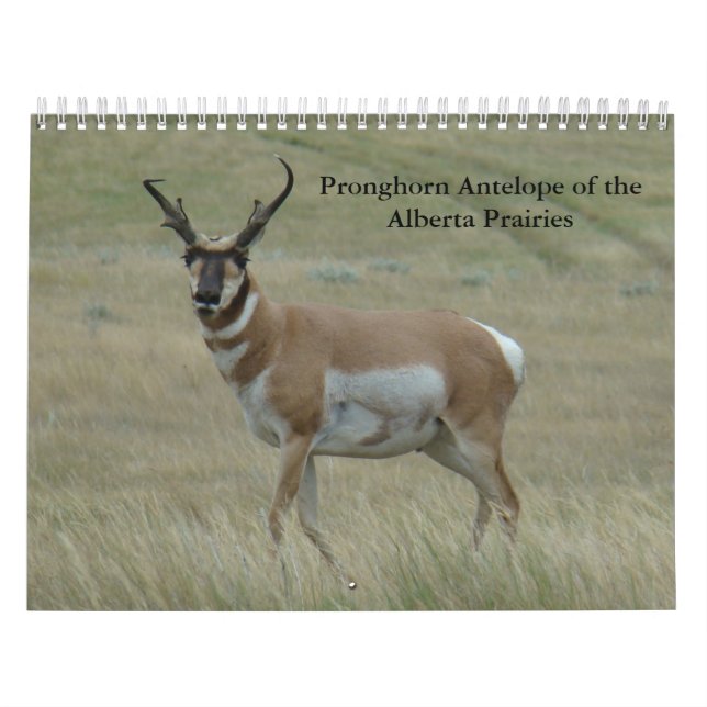 C11 Pronghorn Antelope Calendar Kalender (Omslag)