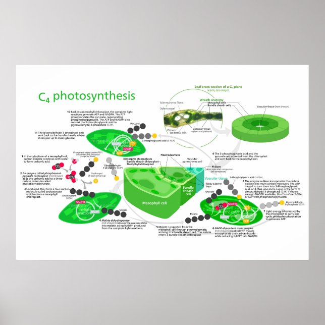 C4 Fotosyntesdiagram Löv Plant Poster (Framsidan)