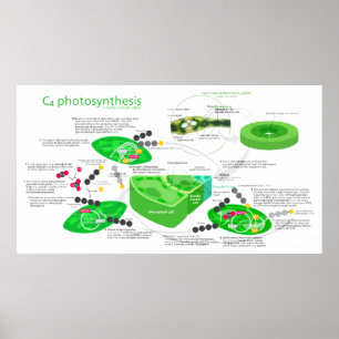 C4 fotosyntesdiagram poster