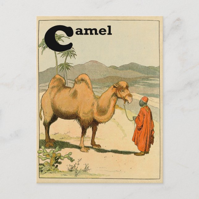 C är för Camel - Alphabet Animal Vykort (Framsida)
