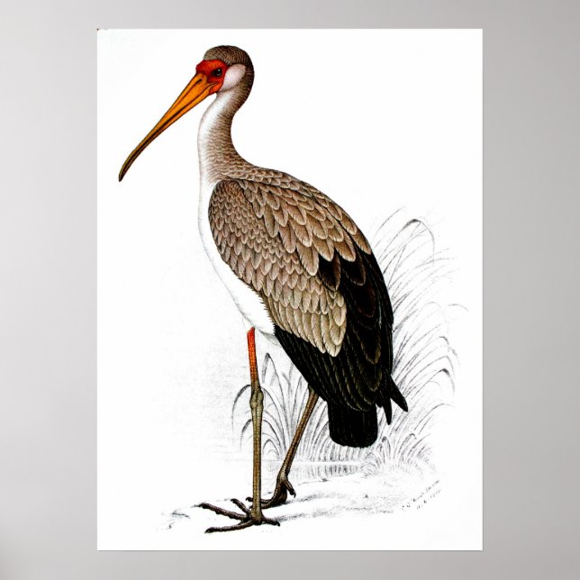 C G Finch-Davies Gult Billed Stork Poster (Framsidan)