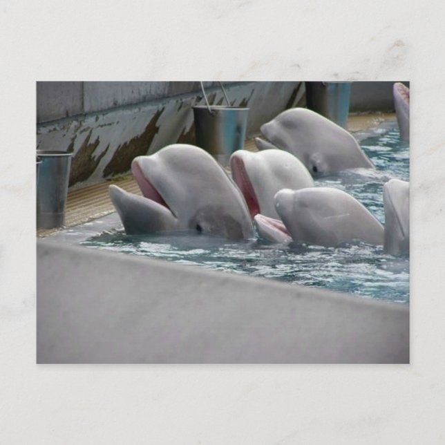 CA81WX4Z VYKORT (Framsida)