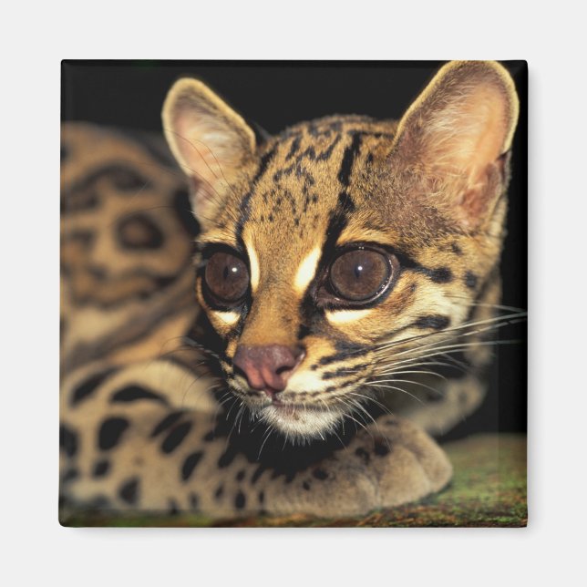 CA, Central Panama, Soberania NP, Margay 2 Magnet (Framsidan)