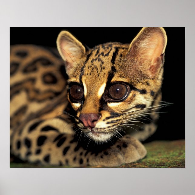 CA, Central Panama, Soberania NP, Margay 2 Poster (Framsidan)