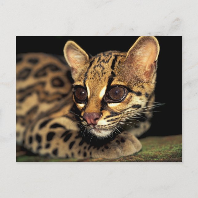 CA, Central Panama, Soberania NP, Margay 2 Vykort (Framsida)