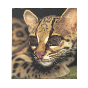 CA, Centrala Panama, Soberania NP, Margay 2 Anteckningsblock