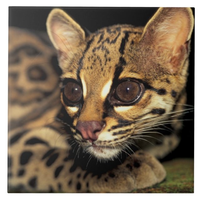 CA, centrala Panama, Soberania NP, Margay 2 Kakelplatta (Framsidan)