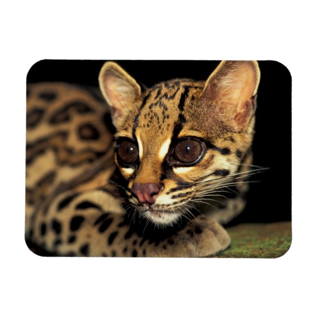 CA, Centrala Panama, Soberania NP, Margay 2 Magnet (Horisontell)