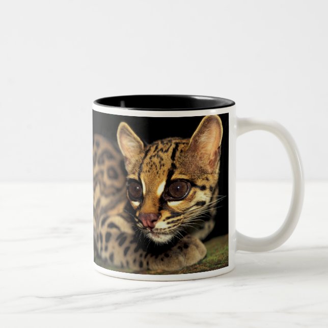 CA, Centrala Panama, Soberania NP, Margay 2 Två-Tonad Mugg (Höger)