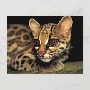 CA, centrala Panama, Soberania NP, Margay 2 Vykort