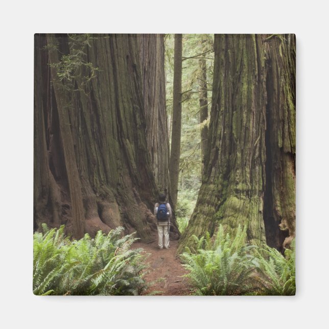 CA, Jedediah Smith Redwood State Park Magnet (Framsidan)