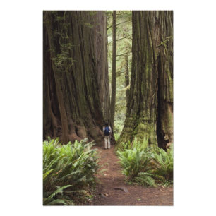 CA, Jedediah Smith Redwoods State Park, Fototryck