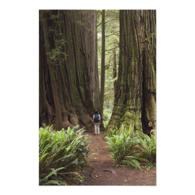 CA, Jedediah Smith Redwoods State Park, Fototryck (Framsidan)