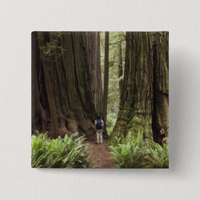 CA, Jedediah Smith Redwoods State Park, Knapp (Framsida)